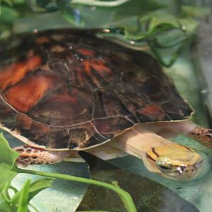 Mc Cord's box-turtle