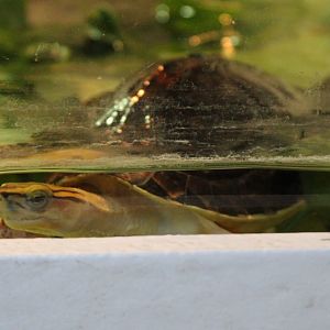 Mc Cord's box-turtle