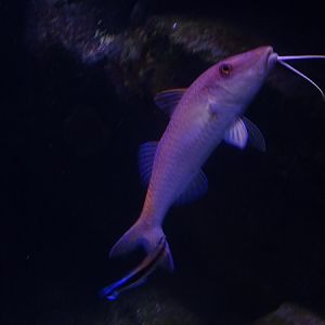 Goldsaddle goatfish (Parupeneus cyclostomus) and cleaner wrasse
