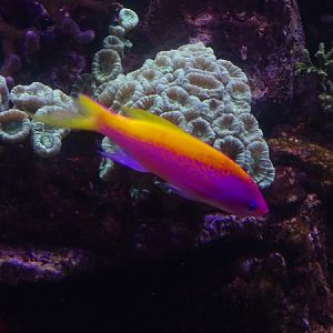 Yellowback anthias (Pseudanthias evansi)