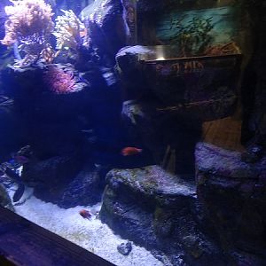 Mixed species tank (species list in description)