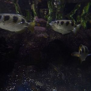 Banded archerfish (Toxotes jaculatrix)