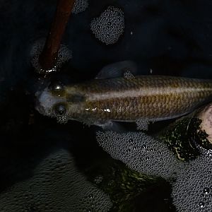 Four-eyed fish (Anableps anableps)