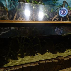 Mangrove tank (species list in description)