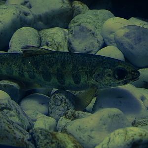Juvenile Atlantic salmon (Salmo salar)