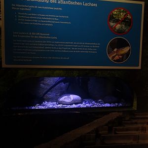 Atlantic salmon tank