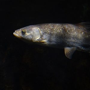 Asp (Leuciscus aspius)
