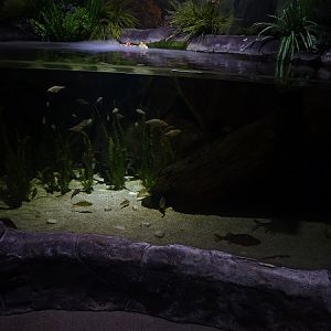 Tank for European fishes (rudd, perch and others)