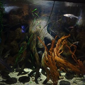 Tank for sterlet, asp and zander