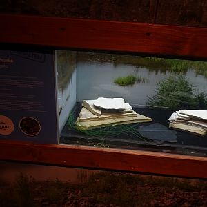 Terrarium for yellow-bellied toad