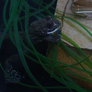 European yellow-bellied toad (Bombina variegata)