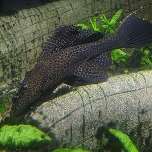 Spotted sailfin suckermouth catfish (Pterygoplichthys gibbiceps)