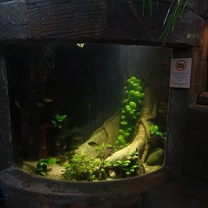 Tank for lobetoothed piranha (Penticuspid piranha), pleco and severum