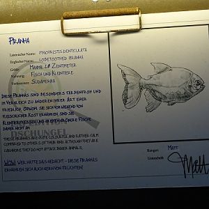 Signage for Lobetoothed piranha (Penticuspid piranha)