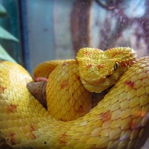 Eyelash Viper