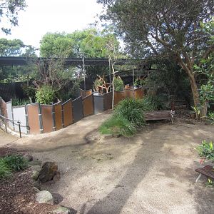 Koala Encounters 2022