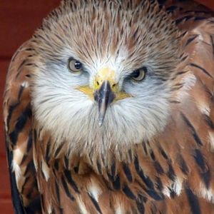 Red kite