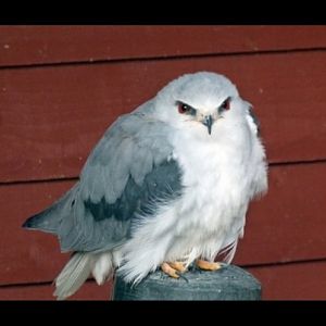 Black shoulderd kite