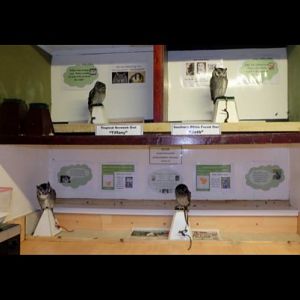 White faced owl and tropical screech owl