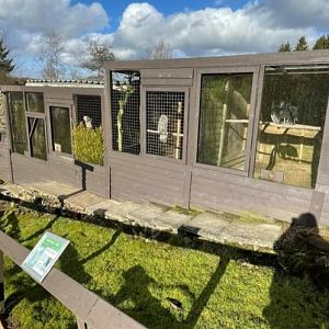 Black vulture Great grey owl and Ural owl
