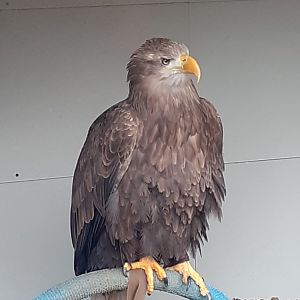 White tailed sea eagle