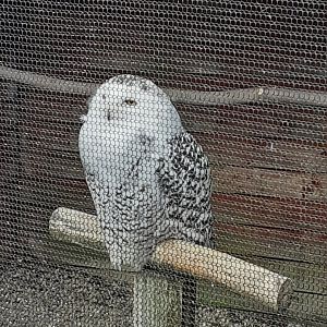 Snowy owl
