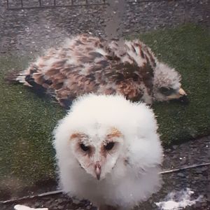 Baby red kite and Barn owl