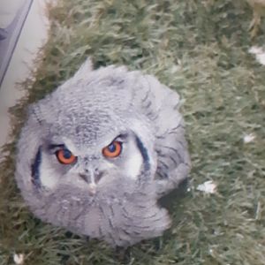 Baby white faced owl