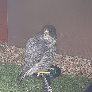 Peregrine falcon