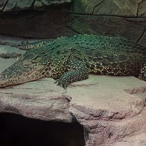 Cuban crocodile (Crocodylus rhombifer)