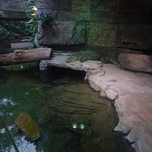 Cuban crocodile enclosure