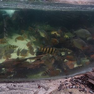 Tank for South American fishes (species list in description)