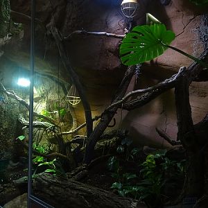 Enclosure for green water dragon