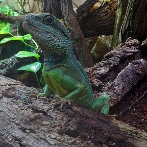 Chinese water dragon (Physignathus cocincinus)