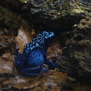 Blue poison dart frog (Dendrobates tinctorius var. "Azureus")