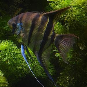 Leopold's angelfish (Pterophyllum leopoldi)
