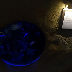 Tank for cardinal tetra and blind cave tetra