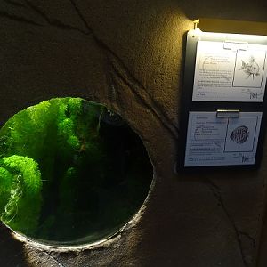 Aquarium for discus fish and Sterba's corydoras