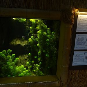 Mixed South-American tank (species list in description)