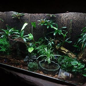 Terrarium for blue poison dart frogs