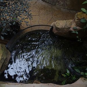 Tank for South American fishes, seen from above (species list in description)