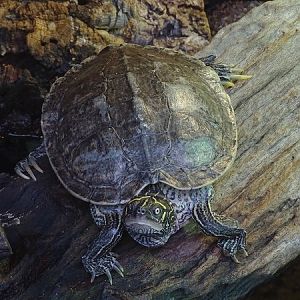 Map turtle (Northern map turtle) (Graptemys geographica)