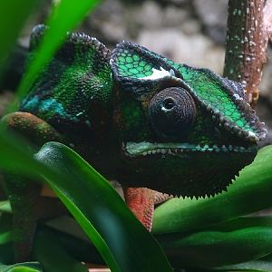 Panther chameleon (Furcifer pardalis)
