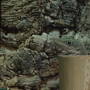 Standing's day gecko (Phelsuma standingi)