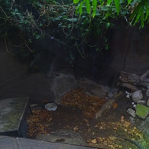 Enclosure for Argentine black-and-white tegu