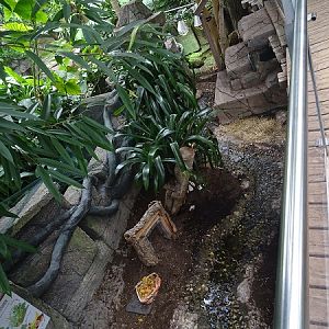 Enclosure for red-footed tortoise