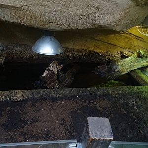 Enclosure for map turtle