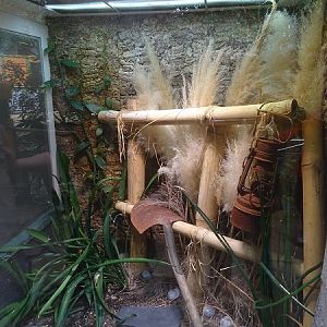 Enclosure for Standing's day gecko