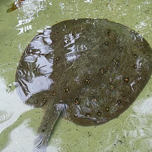 Ocellate river stingray (Potamotrygon motoro)