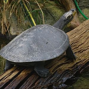Arrau river turtle (Podocnemis expansa)